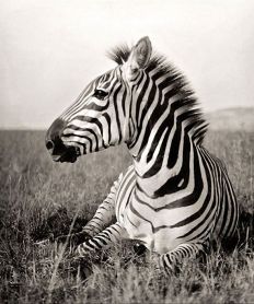 1014 Zebra